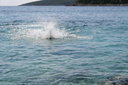 gal/cro 08/_thb_small-IMG_4944.JPG